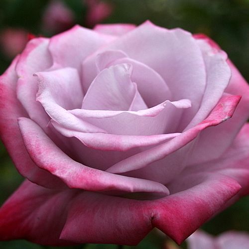 Rosa Burning Sky™ - violett - rot - teehybriden-edelrosen